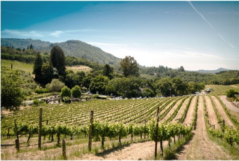 Domaine des Aiguilles brand application 3