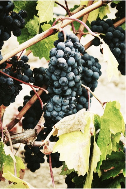 Domaine des Aiguilles brand application 5