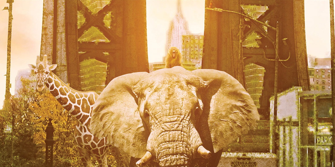 NYC Wild Film Festival brand application 8